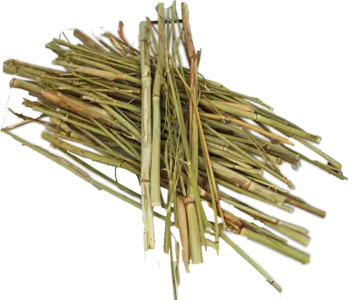 Dried wild fennel stems